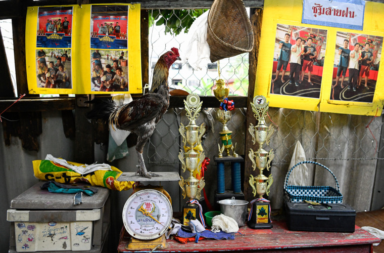 Cockfighting in Thailand: Cultural Heritage or Social Risk?_fororder_VCG111374274424