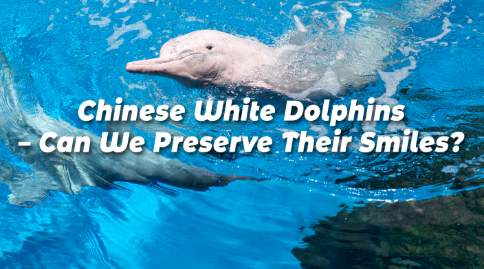 Chinese White Dolphins – Can We Preserve Their Smiles?