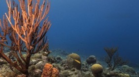 《海洋生物多样性协定》正式生效，全球海洋治理迎来合作时刻