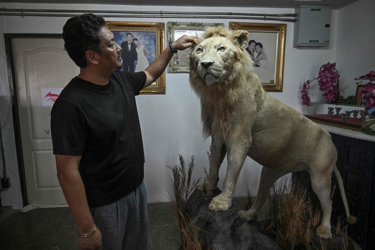 Coffee with Lion Cubs, Dare to Try?_fororder_VCG111582184970
