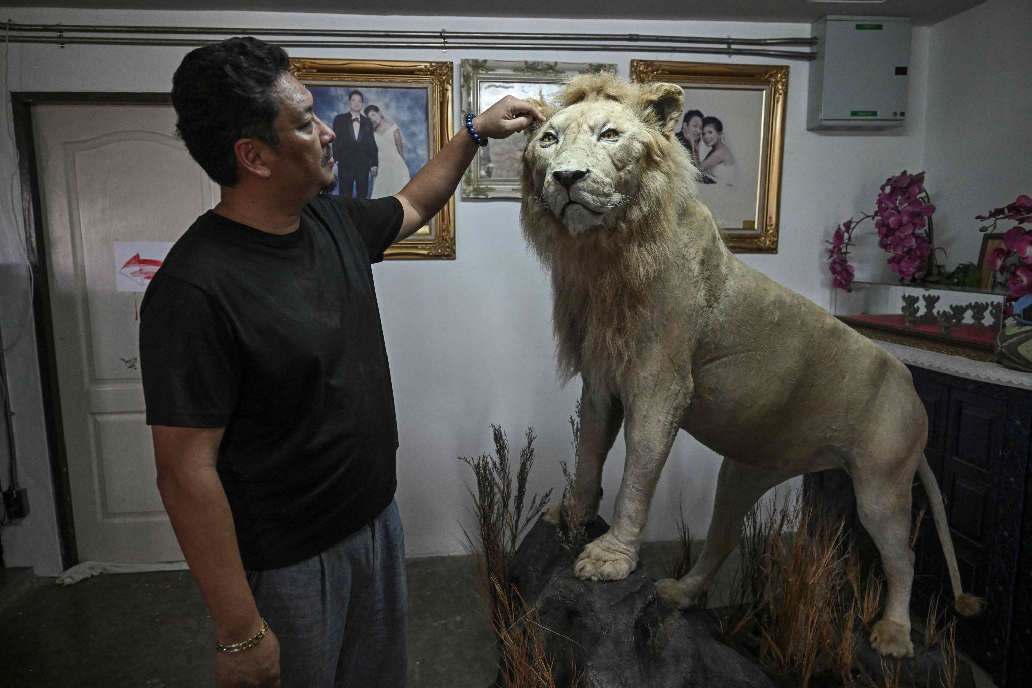 Coffee with Lion Cubs, Dare to Try?_fororder_VCG111582184970