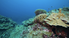 China Establishes Huangyan Dao Reserve to Boost Ocean Governance_fororder_黄岩岛珊瑚2