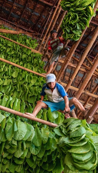 Indonesia’s Tobacco: A Harvest Shadowed by an Unavoidable Future