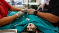 曼谷给猫咪“上户口” 还送免费绝育大礼包