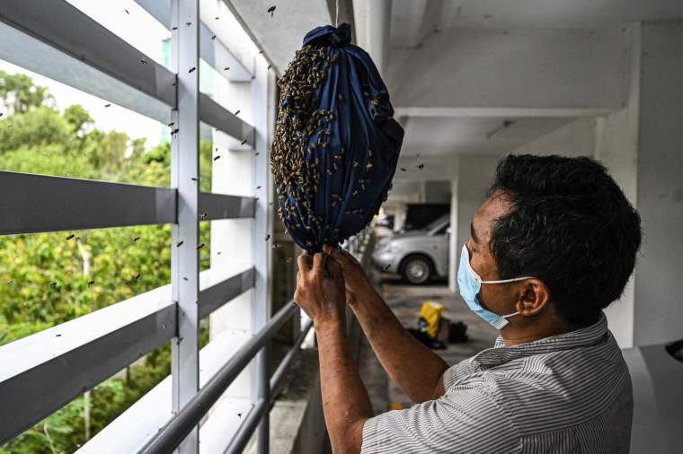 Malaysian Rescue Group Gives Urban Bees a New Home_fororder_07e482ed2a674ed7a971285c47c070db.2048x1362.760x2147483647