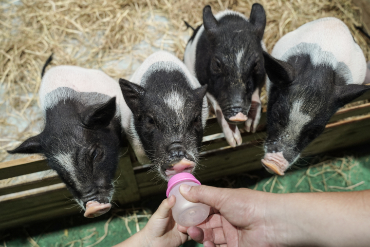 A Real-Life Pet Planet: Cuteness Overload at Thailand’s Pet Expo_fororder_VCG31N2227645137