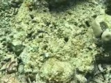 五四青年节特别策划：海底种出“青春森林”