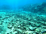 自然资源部：2025年南海区海洋生态状况总体稳定