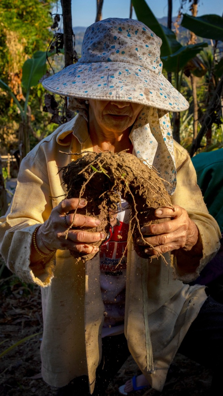 菲律宾紫薯产业陷困局