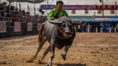 Speed and Harvest: Thailand’s Buffalo Racing Festival
