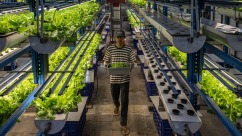 Why Are Vegetables Grown Inside Buildings in Jakarta?