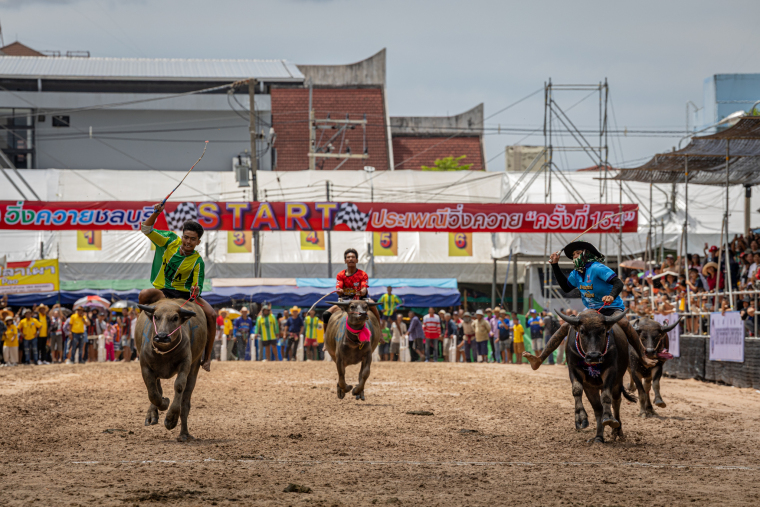Speed and Harvest: Thailand’s Buffalo Racing Festival_fororder_VCG31N2239518184
