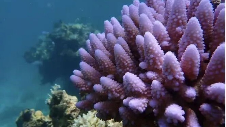 权威解读：为何建立黄岩岛国家级自然保护区？