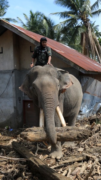 Behind Indonesia’s Floods, Elephants Become Humanity’s Gentlest Helpers