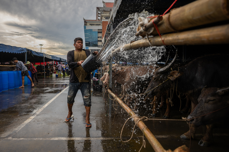 Speed and Harvest: Thailand’s Buffalo Racing Festival_fororder_VCG31N2239517550