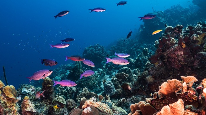 BBNJ Agreement Enters into Force, Marking a New Moment of Cooperation in Global Ocean Governance