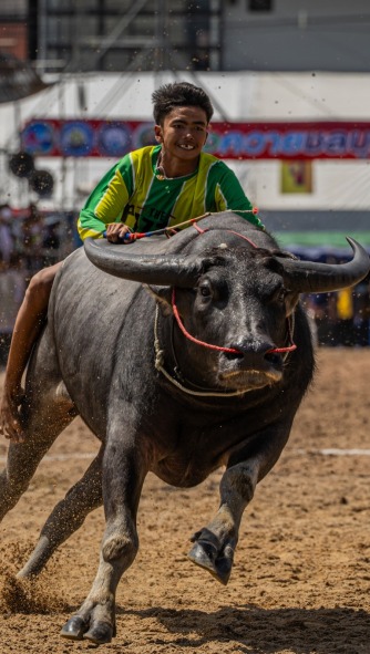 Speed and Harvest: Thailand’s Buffalo Racing Festival