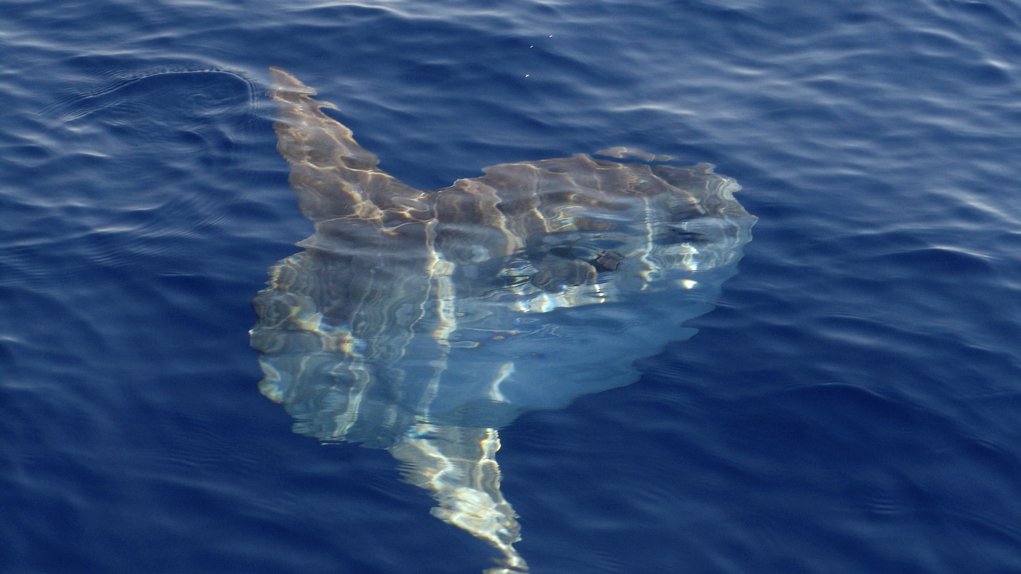 节气海语｜清明水暖，鱼儿赴一场春日之约_fororder_2