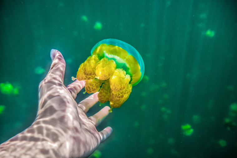 Swimming Among Tens of Thousands of Jellyfish in Indonesia_fororder_VCG41591684647
