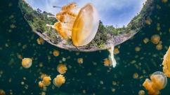 Swimming Among Tens of Thousands of Jellyfish in Indonesia