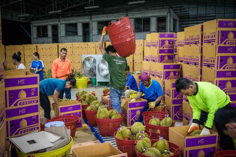 Thai Durian Inspectors: Earning Enough to Buy a Bangkok Condo in Three Years_fororder_27791986c83241408ad0ce4f02063a8e.2048x1365.760x2147483647
