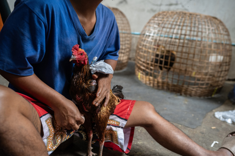 Cockfighting in Thailand: Cultural Heritage or Social Risk?_fororder_VCG41N2223514327