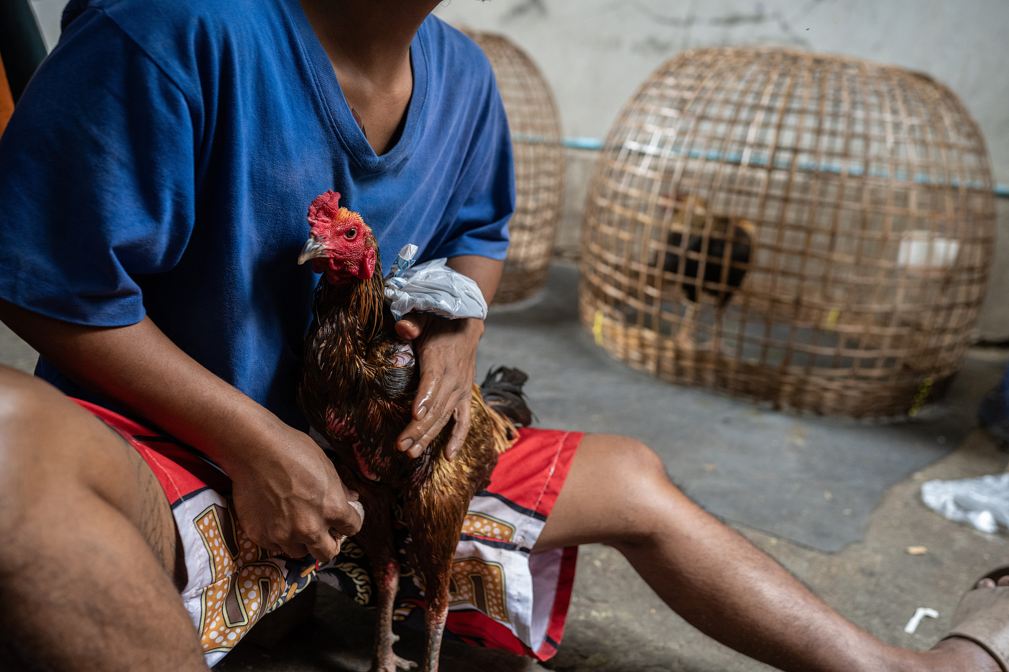 Cockfighting in Thailand: Cultural Heritage or Social Risk?_fororder_VCG41N2223514327