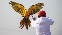 印尼鹦鹉大赛背后的生态警报