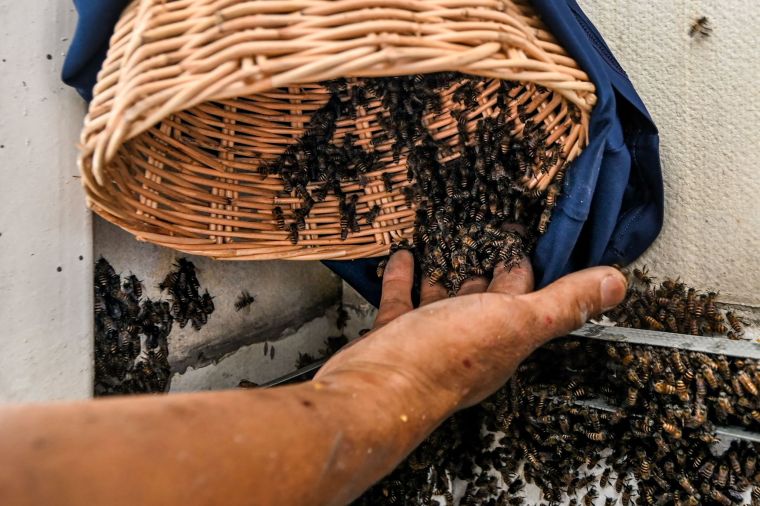 Malaysian Rescue Group Gives Urban Bees a New Home_fororder_a3987105164d4b908c4af5f66235ab4e.2048x1363.760x2147483647