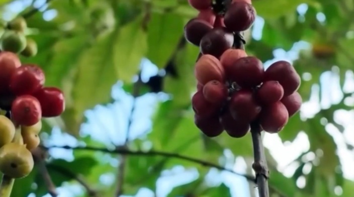 人大代表带着咖啡上两会：让兴隆咖啡香飘世界_fororder_IMG_1933