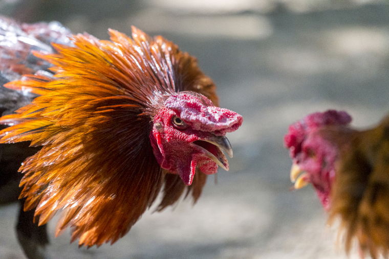 Cockfighting in Thailand: Cultural Heritage or Social Risk?_fororder_VCG41623258786