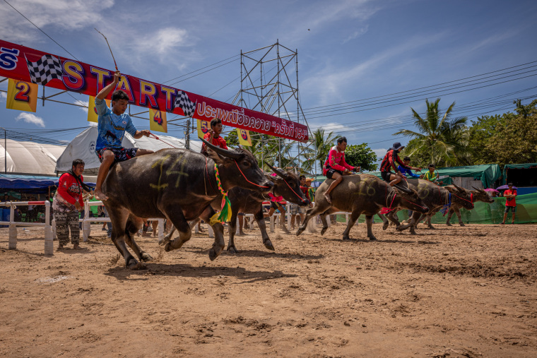 Speed and Harvest: Thailand’s Buffalo Racing Festival_fororder_VCG31N2239518589