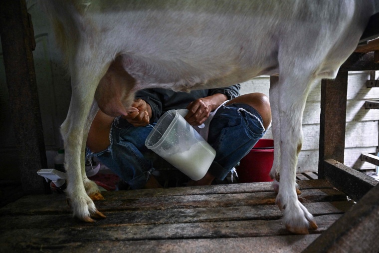 Thai Goat Cheese: A New Chapter in Tropical Culinary Landscape_fororder_VCG111442140593