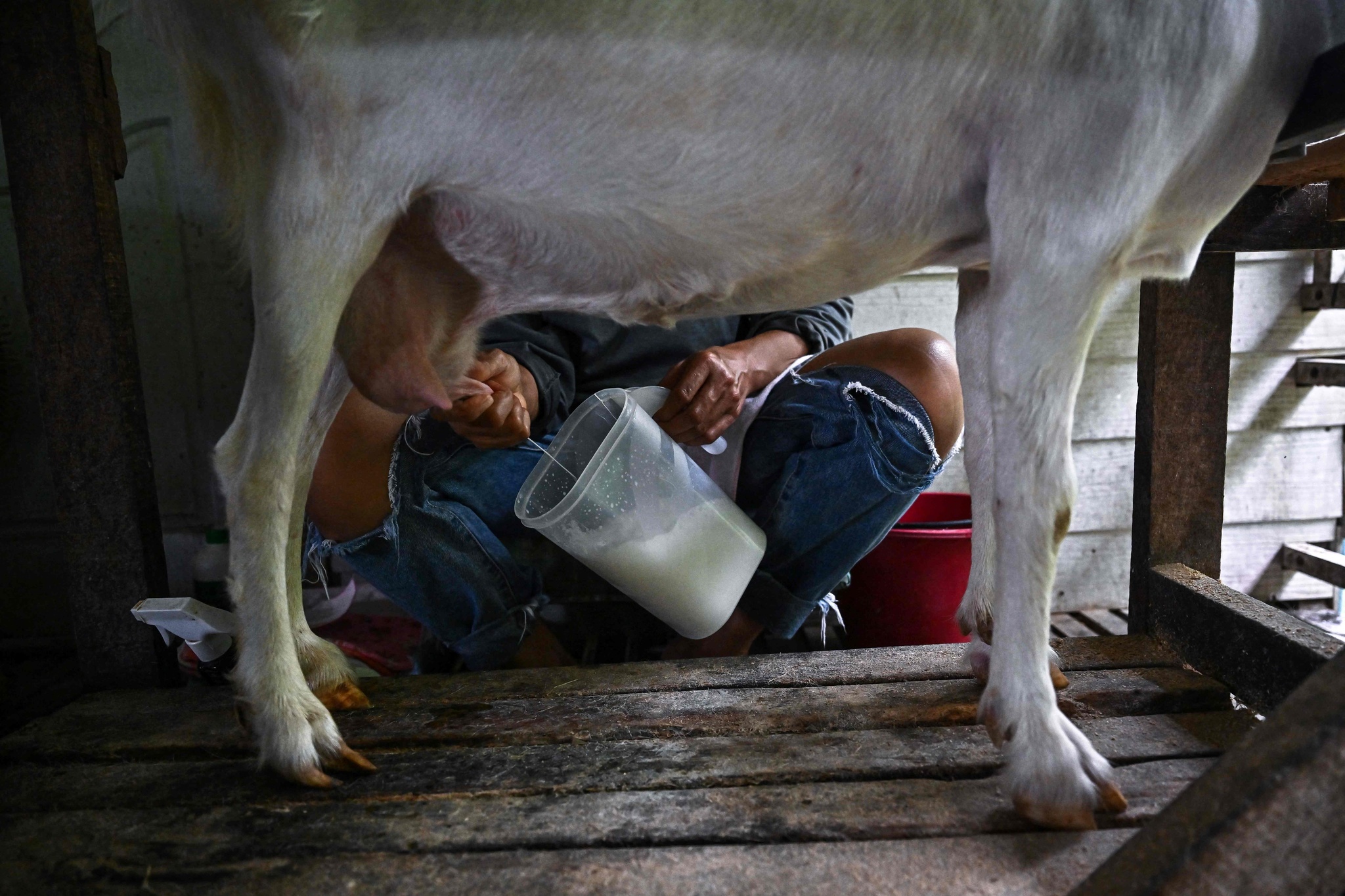 Thai Goat Cheese: A New Chapter in Tropical Culinary Landscape_fororder_VCG111442140593