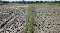 厄尔尼诺致印尼多地持续干旱 多地用水难
