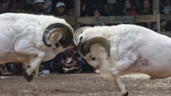 Why Is Ram Fighting a Cultural Tradition in Indonesia?
