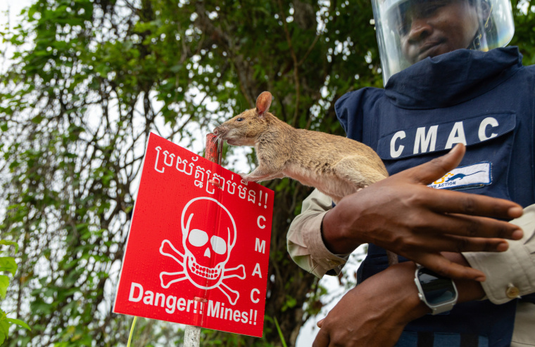 Timid? Not These “Furry Heroes”: Cambodia’s Post-War Landmine Detecting Rats_fororder_21fa363d2eea4fee9575665b4d0be49a.2048x1329.760x2147483647