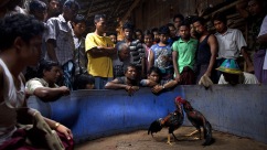 Cockfighting in Thailand: Cultural Heritage or Social Risk?