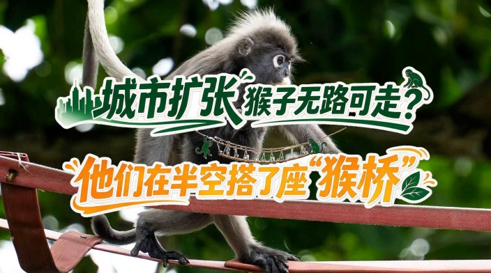 城市扩张，猴子无路可走？他们在半空搭了座“猴桥”！_fororder_微信图片_20260901141037_95_3371