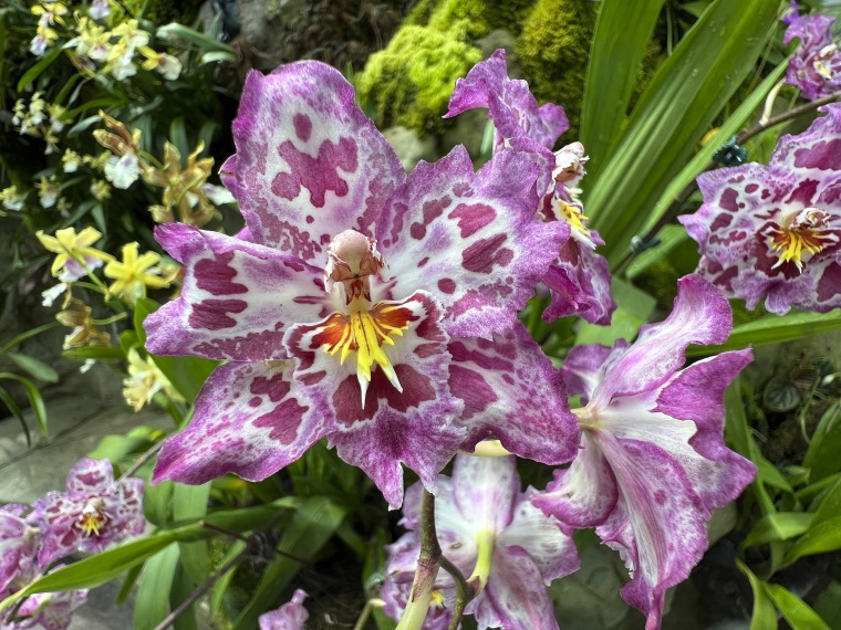 What A Beautiful Orchid! Who Gave It Its Name?