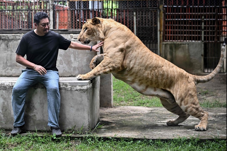 Coffee with Lion Cubs, Dare to Try?_fororder_VCG111582184941