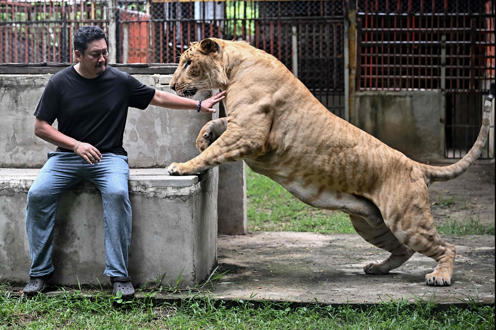 Coffee with Lion Cubs, Dare to Try?_fororder_VCG111582184941