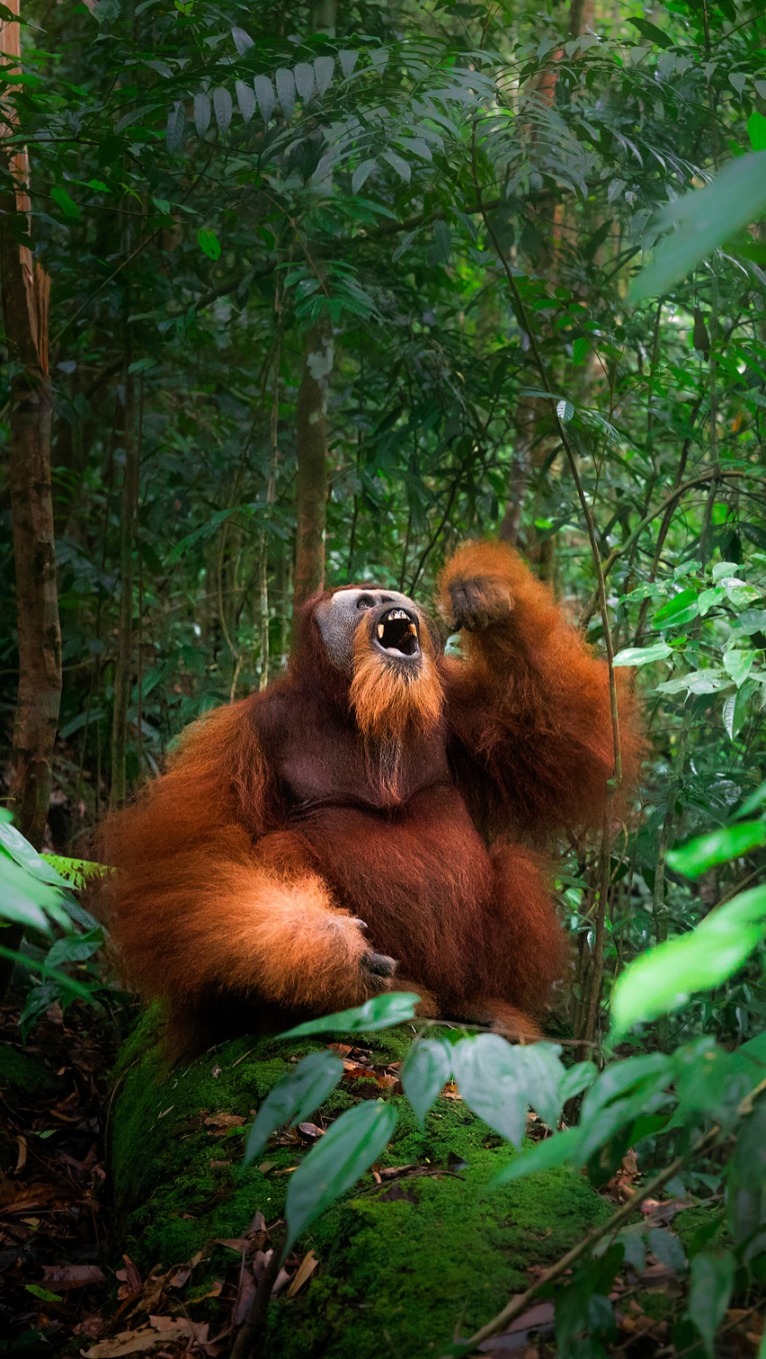 探访雨林“极危精灵”：苏门答腊猩猩悠闲攀栖