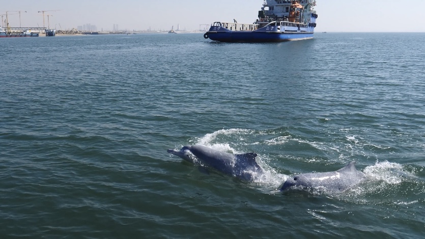 世界海豚日｜守护 “妈祖鱼”，共护蓝色家园_fororder_006