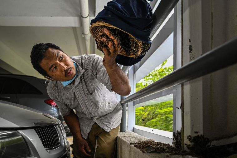 Malaysian Rescue Group Gives Urban Bees a New Home_fororder_c0738a333fc64fada03b2c12db28b14b.2048x1362.760x2147483647