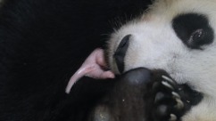 Chinese Giant Panda in Indonesia Gives Birth to a Cub
