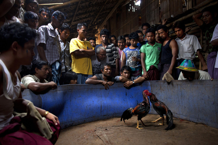 Cockfighting in Thailand: Cultural Heritage or Social Risk?_fororder_VCG31428813706