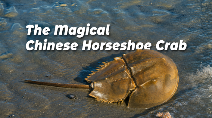 The Magical Chinese Horseshoe Crab_fororder_4-央视频-微博封图神奇动物中国鲎：跨越亿年的守护_00000 2