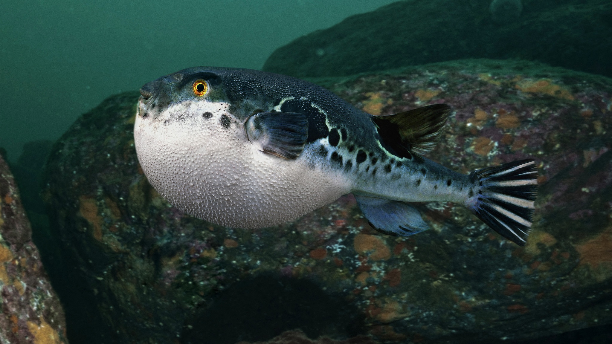 节气海语｜清明水暖，鱼儿赴一场春日之约_fororder_3