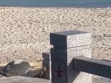 生机盎然的海上家园：三沙渔民“转行”海龟守护者